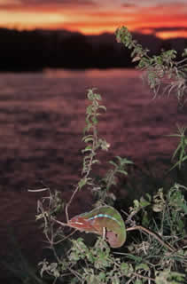 Furcifer pardalis au coucher du soleil