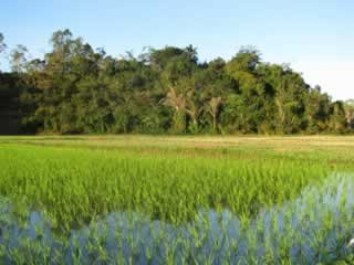 La r&eacute;serve naturelle d'Antanetiambo