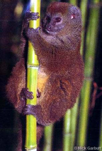 Eastern lesser bamboo lemur