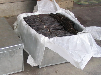 Vanilla grown near Antanetiambo